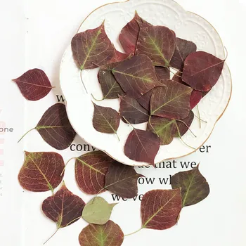 120шт Прессованных высушенных натуральных листьев Sapium Sebiferum (L.) Roxb Для ювелирных изделий, открыток, чехлов для телефонов, закладок, поделок своими руками